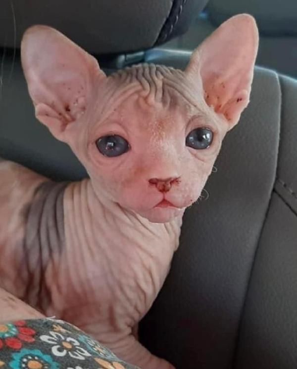 Gattini Sphynx maschi e femmine